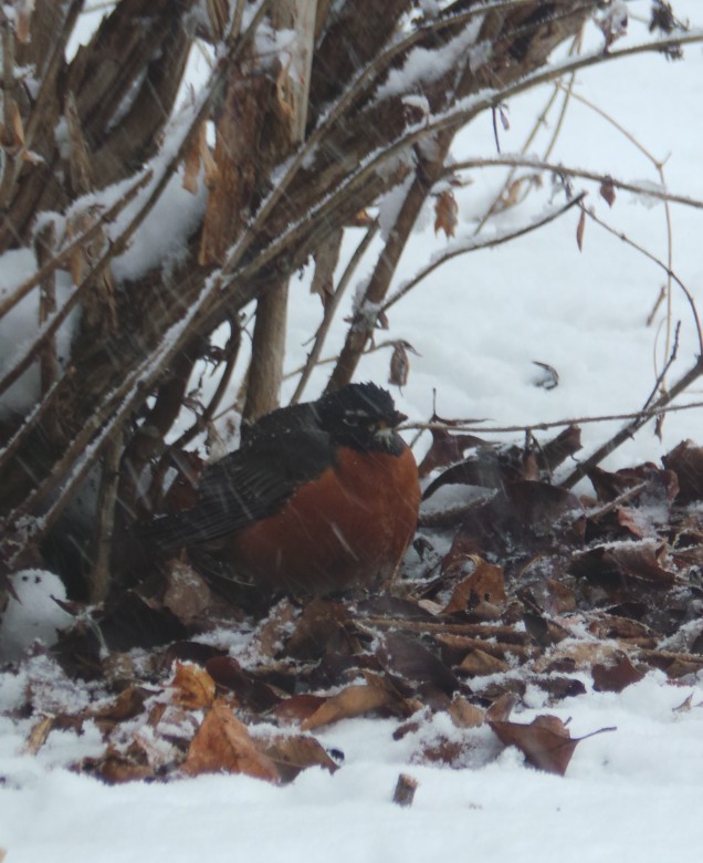 A Robin, puffed up to keep warm, finds protection in the butterfly garden in Bucks County Extension Display Garden