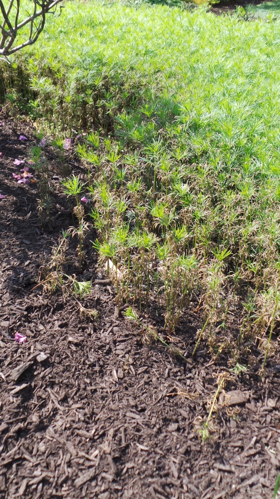 Sour mulch effects newly emerged coreopsis stems. Tender new spring growth is most at risk from sour mulch.