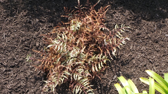 Tender new growth of Japanese Painted Fern (Athyrium niponicum) damaged after 'sour mulch' application.