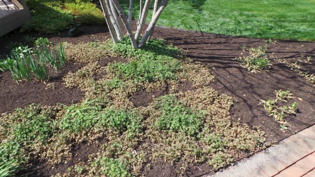 Geranium macrorrhizum 'Bevan's Variety' within 24 hours after mulch application.