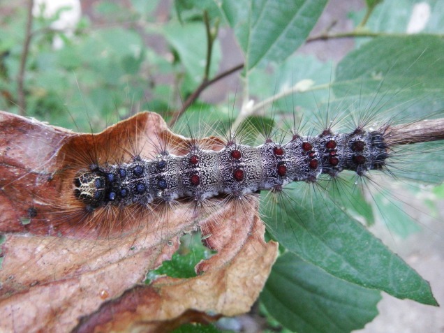 The distinctive Blue and Red pairs of dots identify this caterpillar as Gypsy Moth Larva.