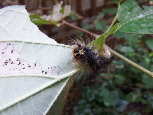 Gypsy Moth Caterpillar on Fothergilla gardenii – a face only a mother could love. This gypsy moth is responsible for large missing sections in the Fothergilla leaves, those smaller holes and discoloration are from 4-lined plant bugs. 
